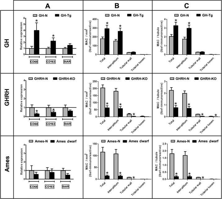 Longevity is inversely associated with testicular overall macrophage cell number and expression of macrophage markers