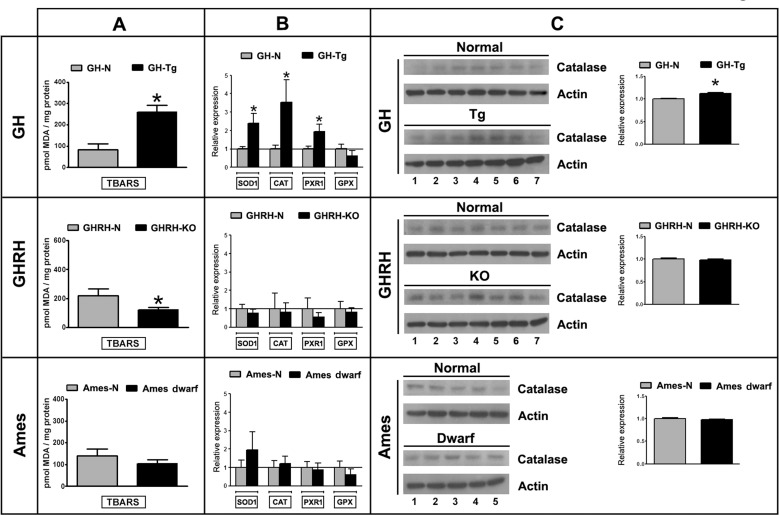 Decreased longevity is associated with increased testicular lipid peroxidation and antioxidant enzymes expression