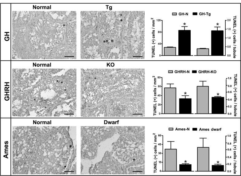 Longevity is inversely associated with testicular apoptosis