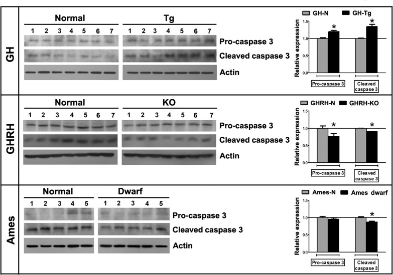 Longevity is inversely associated with testicular apoptosis