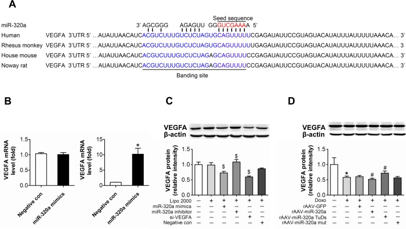 VEGF-A is a target of miR-320a