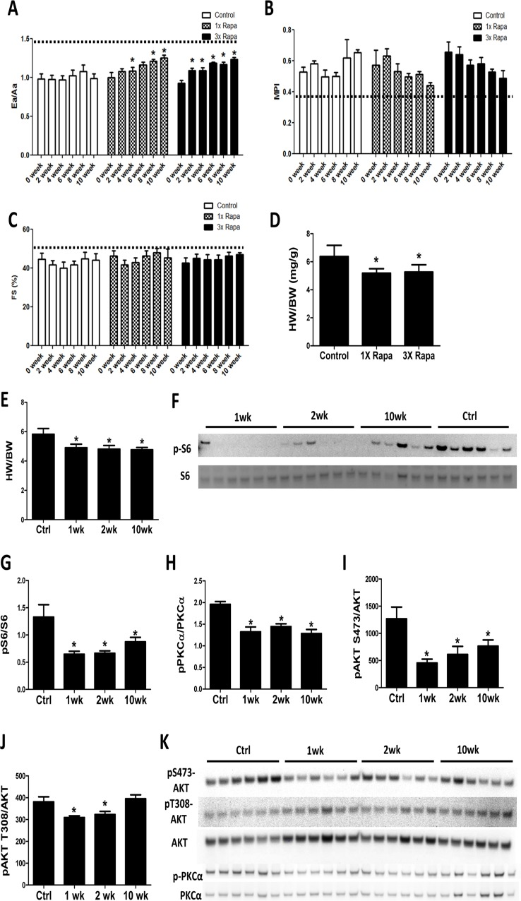 Rapamycin improves cardiac function and inhibits mTOR signaling in old hearts