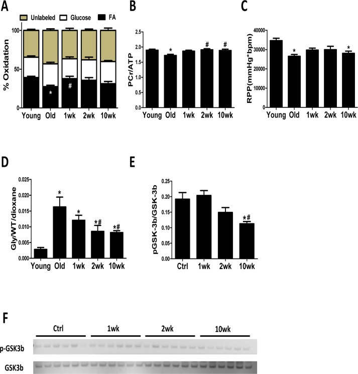 Cardiac energy metabolism is rejuvenated after rapamycin treatment