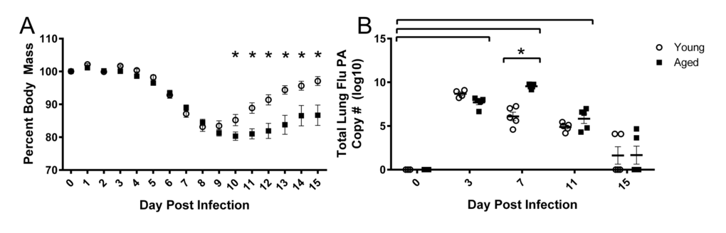 Prolonged weight loss and elevated lung viral titers in aged mice during influenza infection