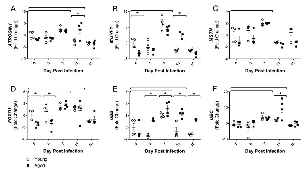 Influenza infection induced gastrocnemius expression ubiquitin proteasome pathway components that is more dramatic in aged mice