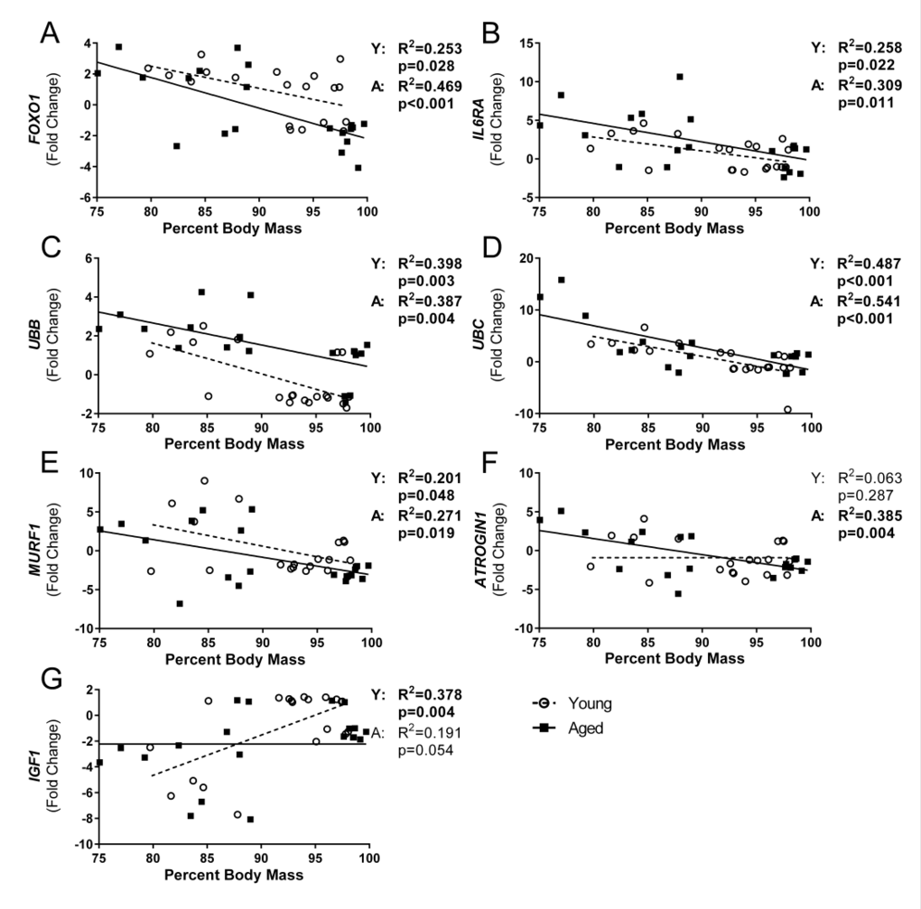 Influenza-induced weight loss correlated with gastrocnemius gene expression of ubiquitin proteasome pathway components