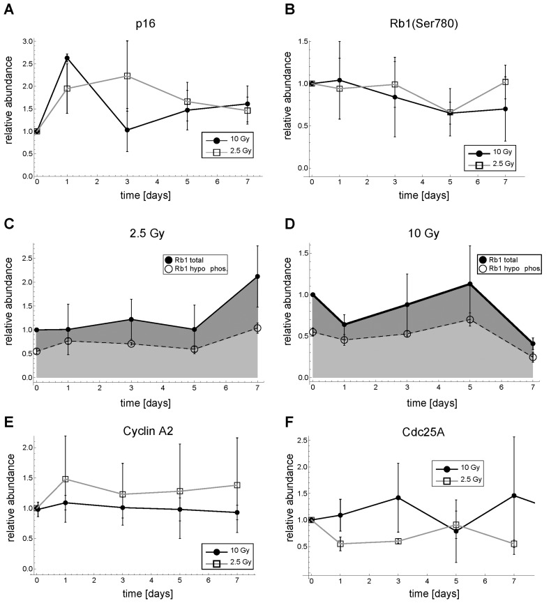 Dynamics of p16, Rb, Cyclin A2 and Cdc25A expression after γ-irradiation in MRC5 human fibroblasts. (A) Relative p16 abundance. (B) Relative Rb1(Ser780) abundance (C) Total and hypo-phosphorylated Rb1 protein for 2.5 Gy IR. (D) Total and hypo-phosphorylated Rb1 protein for 10 Gy IR. (E) Relative Cyclin A2 abundance (F) Relative Cdc25A abundance. Error bars indicate SEM (n≥3). Representative Western Blots are shown in Figure S6, Supplemental Figures.