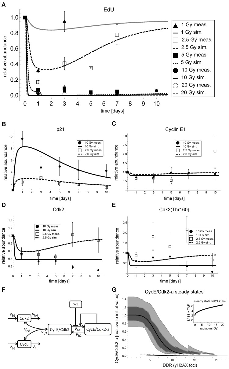 G1-S dynamics and model fits in MRC5 cells after IR. (A) Relative abundance of EdU positive cells and simulated active Cyclin E/Cdk2 complex (CycECdk2-a in panel F). (B) Measured and simulated relative total p21 abundance (p21 in F).(C) Measured and simulated relative total Cyclin E1 abundance (CycE+CycE/Cdk2+CycE/Cdk2-a in panel F). (D) Measured and simulated relative total Cdk2 abundance (Cdk2+CycE/Cdk2+CycE/Cdk2-a in panel F). (E) Measured and simulated relative phosphorylated (Thr160) Cdk2 abundance (CycECdk2+CycECdk2-a in panel F). (F) Wiring scheme of the best approximating p21-dependent G1-S transition model. (G) Steady state analysis of active Cdk2 (CycE/Cdk2-a in F of the parameterized combined DNA damage-G1-S arrest model (Figure S4) as a function of DNA damage response (DDR), i.e. γH2AX foci, including free parameter perturbations by sampling 50 times from a uniform distribution within an interval of plus/minus 20% around the original parameter value. Solid line: Stable steady state of CycE/Cdk2-a of the parameterized model as a function of DNA damage (DDR). Light gray region: 5-95% of stable steady states of CycE/Cdk2-a of the parameterized model with perturbed free parameters. Dark gray region: First to third quartile of steady states of CycE/Cdk2-a of the parameterized model with perturbed free parameters. Inset: Steady state γH2AX foci, i.e. BASE+TAF from Figure S4, as a function of IR [Gy]. A-D: Lines indicate simulations of the fitted model. Symbols indicate mean measured values ± SEM (n≥3) scaled to day 0. Representative Western Blots are shown in Figure S6, Supplemental Figures. The corresponding data are provided in Supplemental Data Sets 1-13.