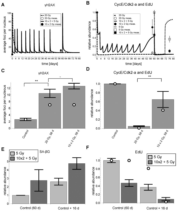 γH2AX foci, EdU incorporation and SA-βG after cumulative DNA damage. (A) Simulated (lines) and measured (symbols) time series of γH2AX foci (mean ± average SEM (3 rep with >50 nuclei each)), respectively. For better visibility of the cumulative damage, the y-axis was pruned at 100 foci. (B) Simulated (lines) and measured (symbols) time series of simulated Cdk2 activity (CycE/Cdk2-a) and measured EdU incorporation (mean ± SEM (n≥3)), respectively. (C) Simulated (open circles) and measured (bars) γH2AX foci 58 days after experiment start (Control) (mean ± average SEM (3 rep with >50 nuclei each)). White dots indicate simulated values from panel A. (D) Simulated Cdk2 activity (CycE/Cdk2-a) (open circles) and EdU incorporation (bars) (mean ± SEM (n≥3)) 58 days after experiment start (Control), respectively. White dots indicate simulated values from panel B. (E) SA-βG activity (mean ± SEM (n≥3)) after 5 Gy IR and 10×2+5 Gy IR 16 days after control (60 days), respectively. (F) EdU incorporation after 5 Gy IR and 10×2+5 Gy IR 16 days after control (60 days), respectively (mean ± SEM (n≥3)). **: P0.1, non-paired two-sided t-test.