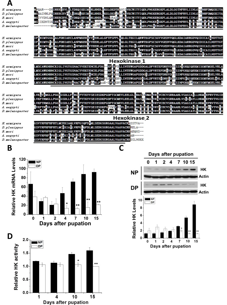 HK protein sequence alignment and Har-HK expression pattern