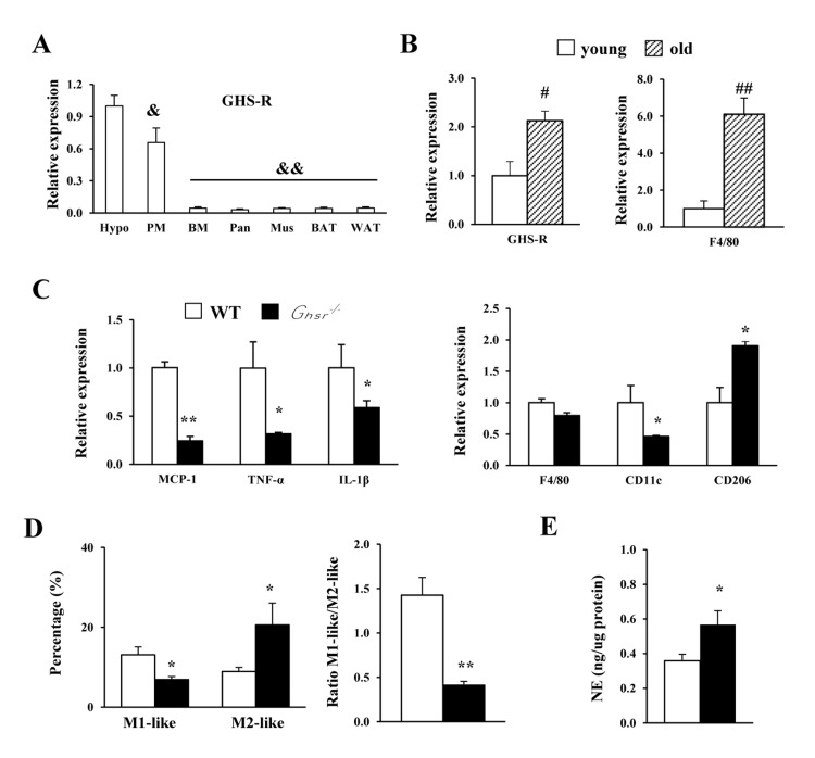 GHS-R ablation shifts peritoneal macrophages of old mice toward anti-inflammatory state, and releases more norepinephrine