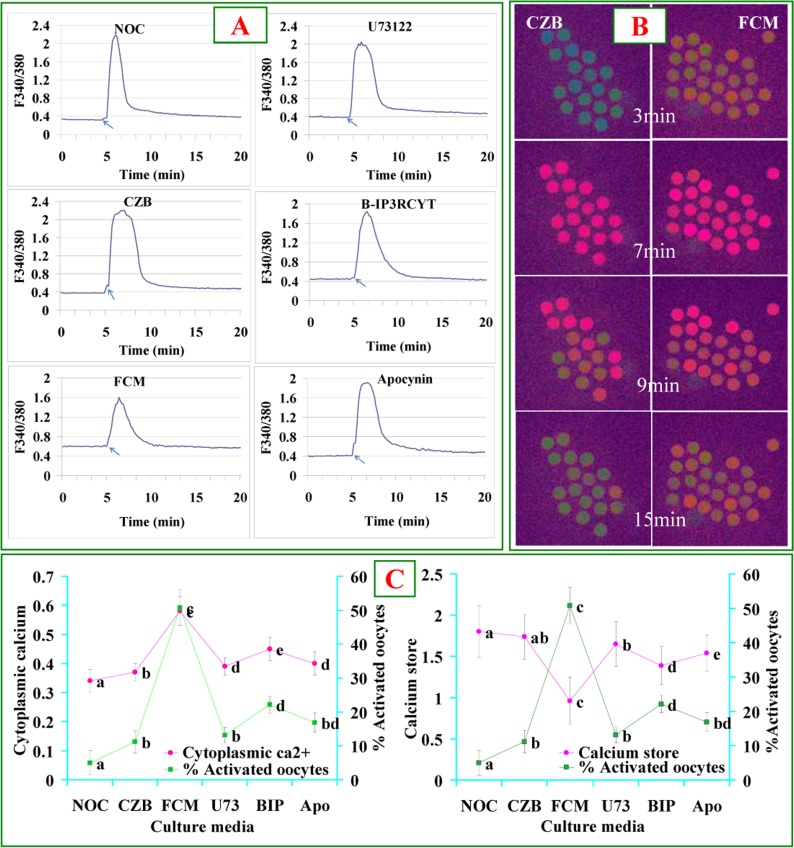 Levels of cytoplasmic calcium and calcium stores after oocytes were cultured for 9 h in different media. Panel A contains 6 graphs showing cytoplasmic calcium profiles in newly ovulated control (NOC) oocytes, and oocytes aged in CZB or FCM with U73122 (U73), B-IP3RCYT (BIP) or Apocynin (Apo), respectively. The arrows in graphs of Panel A indicate the time for ionomycin addition. Panel B contains Fura-2 images at different times of calcium measurement showing pseudo-colored F340/380 ratio after oocytes were cultured for 9 h in CZB or FCM. While the green color represents a low ratio, the red represents a high ratio of F340/380. Panel C consists of two graphs showing the correlation between oocyte ethanol activation rates and cytoplasmic calcium or calcium store, respectively, in oocytes aged in different media. To quantify calcium profiles, each treatment was repeated 3 times with each replicate containing about 20 oocytes. a-e: Values without a common letter differ significantly (P 