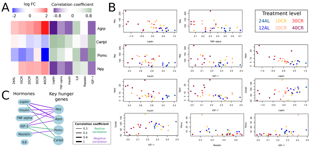 Effect of graded calorie restriction on circulating hormone levels and genes involved in hunger signaling. (A) Genes involved in hunger signaling based on log fold change relative to ad libitum feeding for 12h per day (12AL) and their correlation coefficient with circulating hormone levels. Blue indicates down-regulation and red upregulation relative to 12AL. Purple indicates a negative correlation coefficient and green a positive correlation with circulating hormone levels. 10CR, 20CR, 30CR and 40CR refers to 10 %, 20 %, 30 % and 40 % restriction and 24AL to 24h ad libitum feeding. (B) Expression levels of key hunger genes plotted against circulating hormone levels. Those genes with a significant correlation based on p-value C) Overview of key hunger signaling genes correlating with circulating hormone levels. The lines connecting genes and hormones represent correlations and the width of these lines indicates the strength of the correlation coefficient. Green indicates a positive correlation and purple a negative correlation.