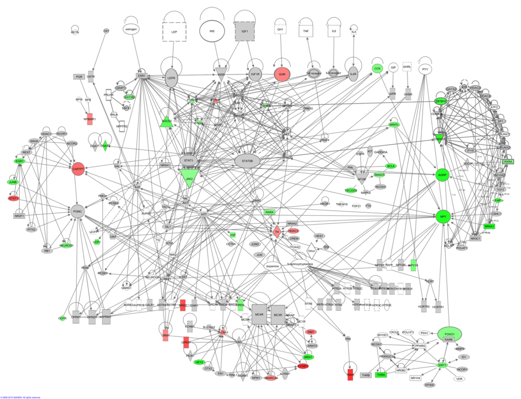 The hunger signaling pathway constructed in the IPA program colored according to genes correlating with circulating leptin levels. Red indicates a positive correlation coefficient and green indicates a negative correlation coefficient. Intensity of the color is related to the strength of the correlation.