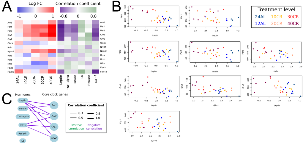 Effect of graded calorie restriction on circulating hormone levels and genes involved in circadian rhythm. (A) Genes involved in circadian rhythm pathways based on their log fold change relative to ad libitum feeding for 12h per day (12AL) and their correlation coefficient with circulating hormone levels. Blue indicates down-regulation and red upregulation relative to 12AL. Purple indicates a negative correlation coefficient and green a positive correlation with circulating hormone levels. 10CR, 20CR, 30CR and 40CR refers to 10 %, 20 %, 30 % and 40 % restriction and 24AL refers to 24h ad libitum feeding. (B) Expression levels of core clock genes plotted against circulating hormone levels. Those genes with a significant correlation based on p-value 