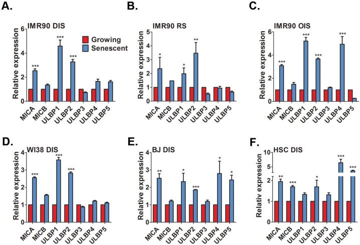 Senescent cells upregulate NKG2D ligands