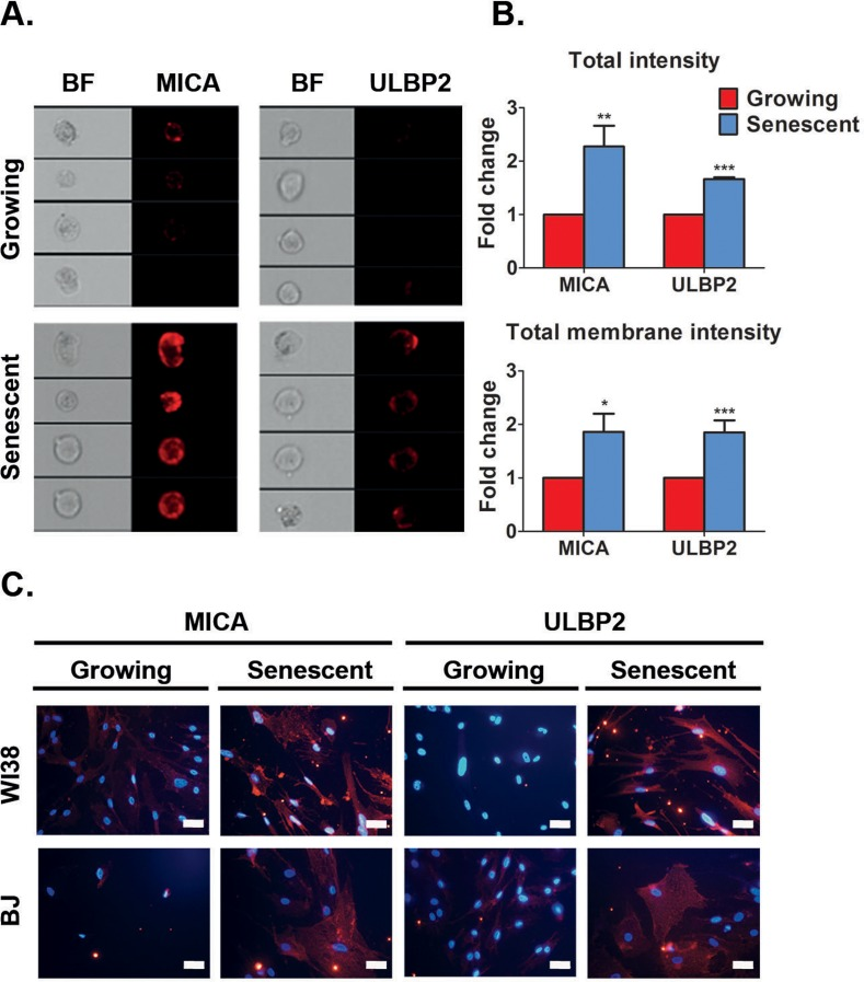 Senescent cells upregulate MICA and ULBP2 on the cell surface