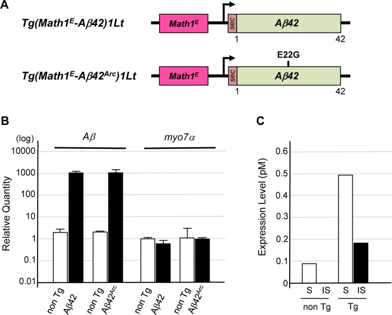 Establishment of Tg mice expressing Aβ in cochlear hair cells