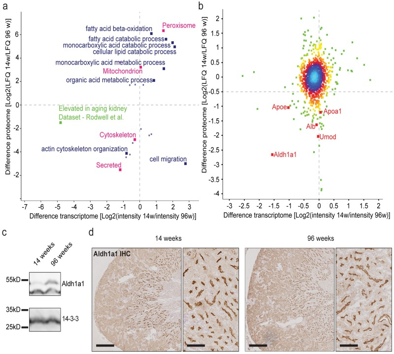 Proteome analysis depicts little correlation between transcriptome and proteome. Aldh1a1 is identified as an aging marker in the kidney