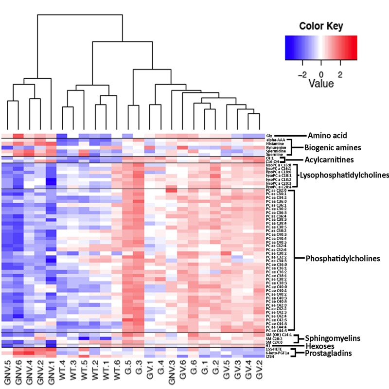 Heatmap depicting the Z-score of the log base ten in serum metabolites concentration (rows) between individual (columns) wild type and Gulo−/− mice treated with different amounts of ascorbate