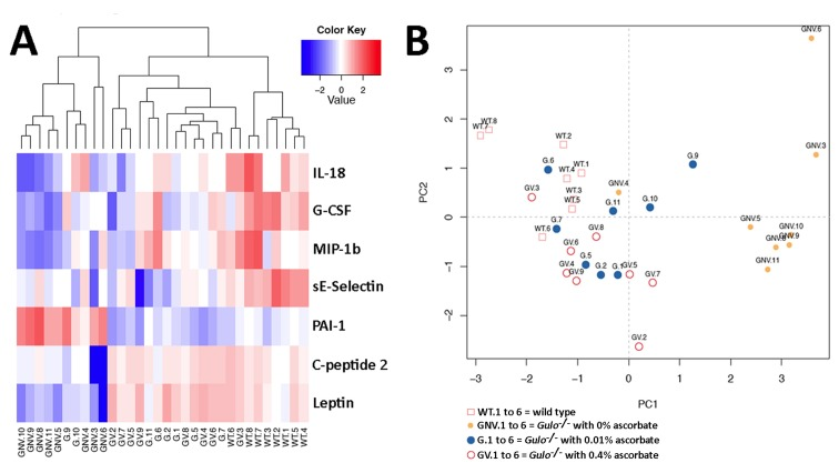 Impact of ascorbate on the cytokinome of Gulo−/− mice