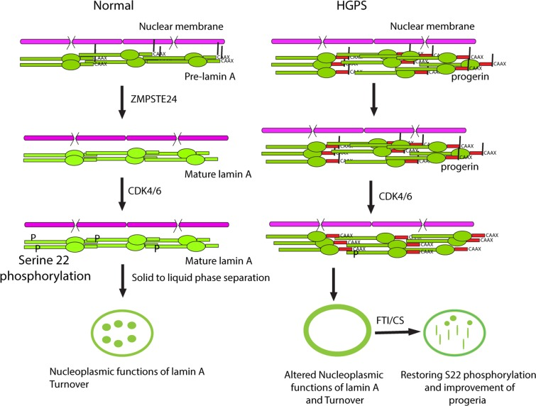 Cleavage and defarnesylation of lamin A allows serine 22 phosphorylation, a modification that promotes a solid to liquid phase separation of lamin polymers