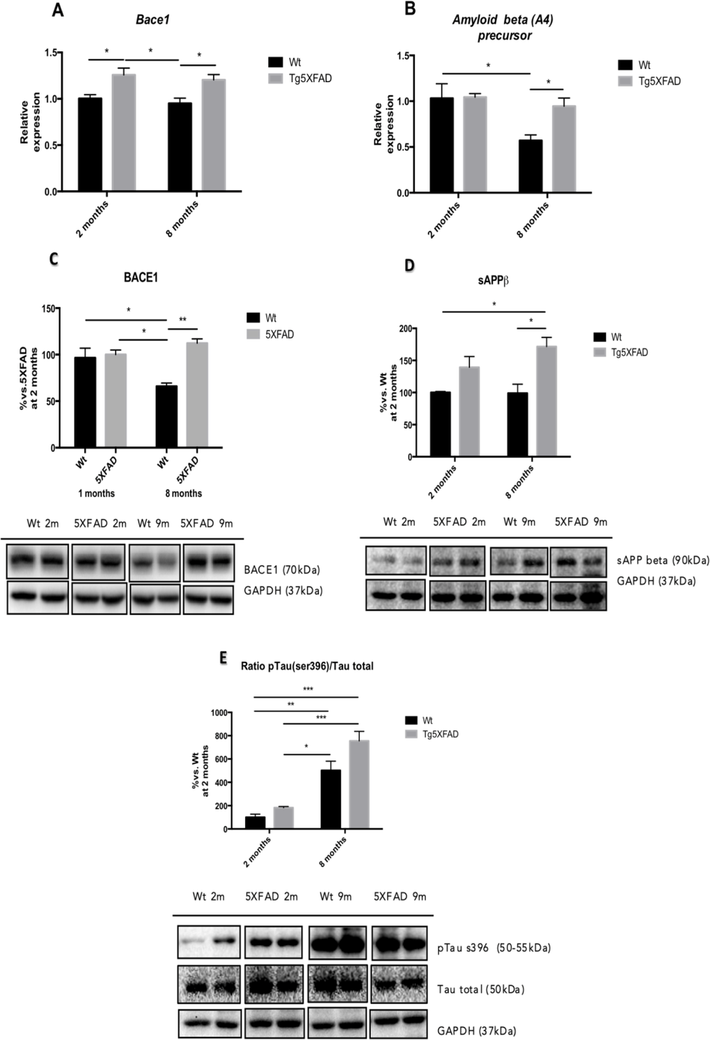 β-amyloid pathway gene expression in in female mice aged 2 and 8 months (Wt and 5XFAD) for Bace1 (A), Amyloid Beta (A4) precursor (B) and representative Western blot for BACE1 (C), sAPP (D) and p-Tau (Ser 396) /Tau ratio quantifications (E). Bars represent mean ± Standard Error of the Mean (SEM), and values are adjusted to 100% for levels Wt at 2 months. **p