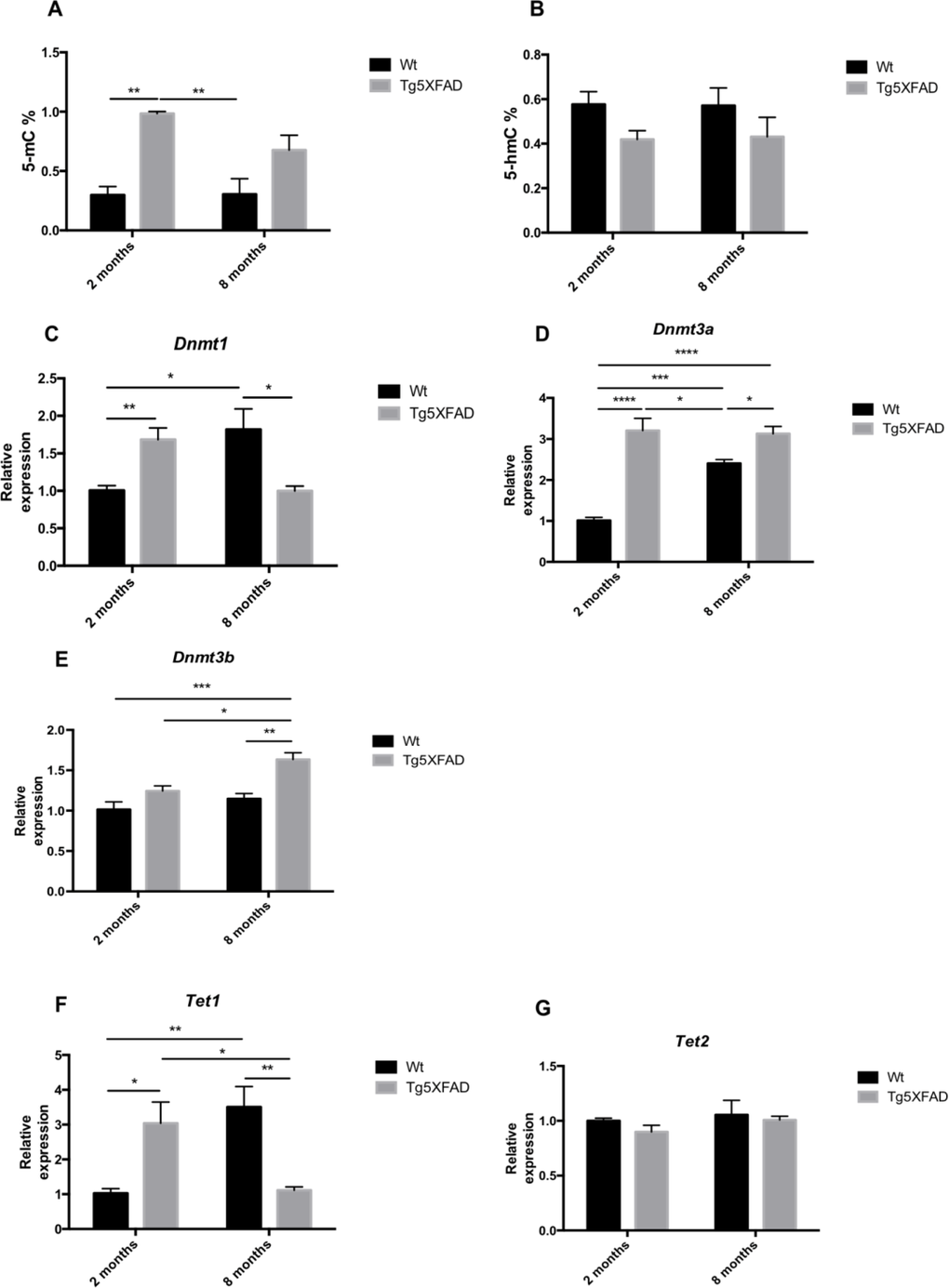 Global 5-methylated cytosine (A) and 5-hydroxymethylated cytosine levels (B) in female mice aged 2 and 8 months (Wt and 5XFAD). Gene expression for Dnmt1 (C), Dnmt3a (D), Dnmt3b (E), Tet1 (F), and Tet 2 (G). Gene expression levels were determined by real-time PCR. Mean ± Standard Error of the Mean (SEM) from five independent experiments performed in triplicate are represented. *p