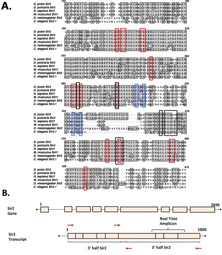 Sequence alignment of the Sirt1 homologs from invertebrates and vertebrates