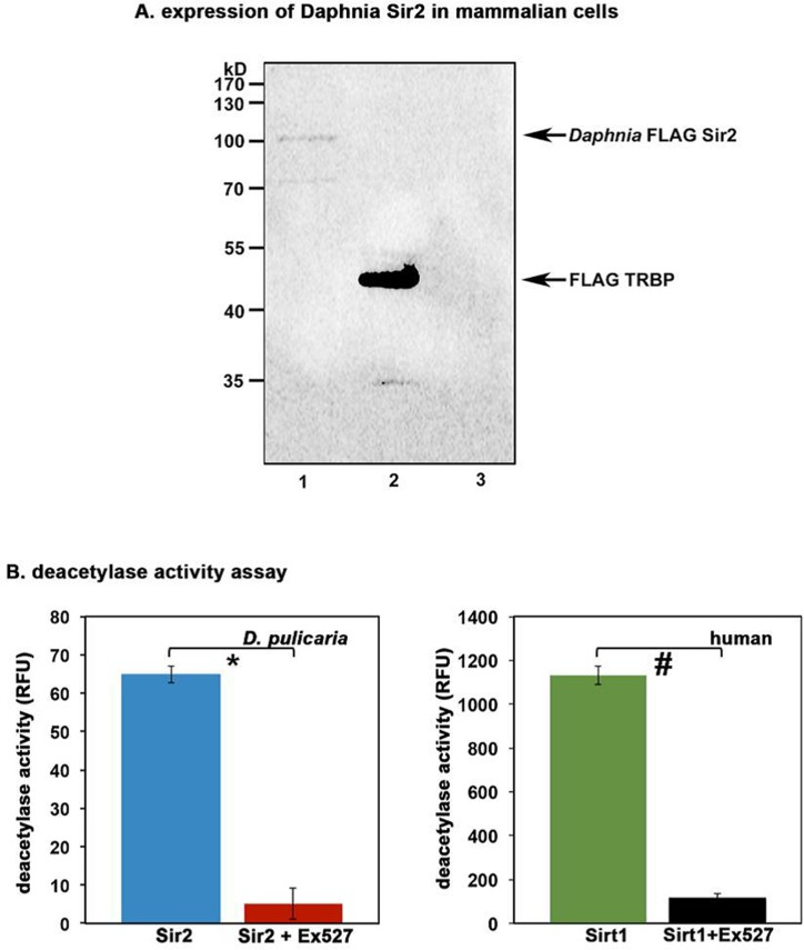 Daphnia Sir2 ORF produces a functional protein with catalytic activity