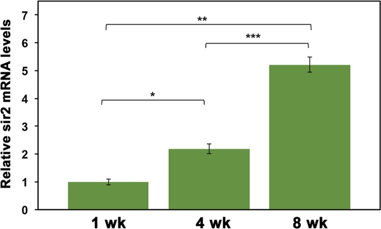 Sir2 mRNA levels increase with D. pulicaria age