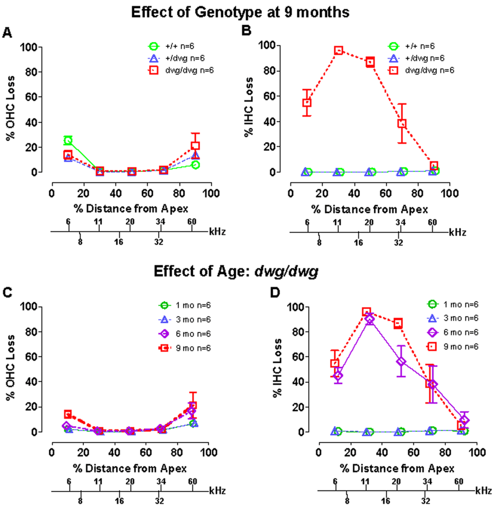 Dwg/dwg mice show large IHC loss in the apical 70% of cochlea at 6-9 months of age