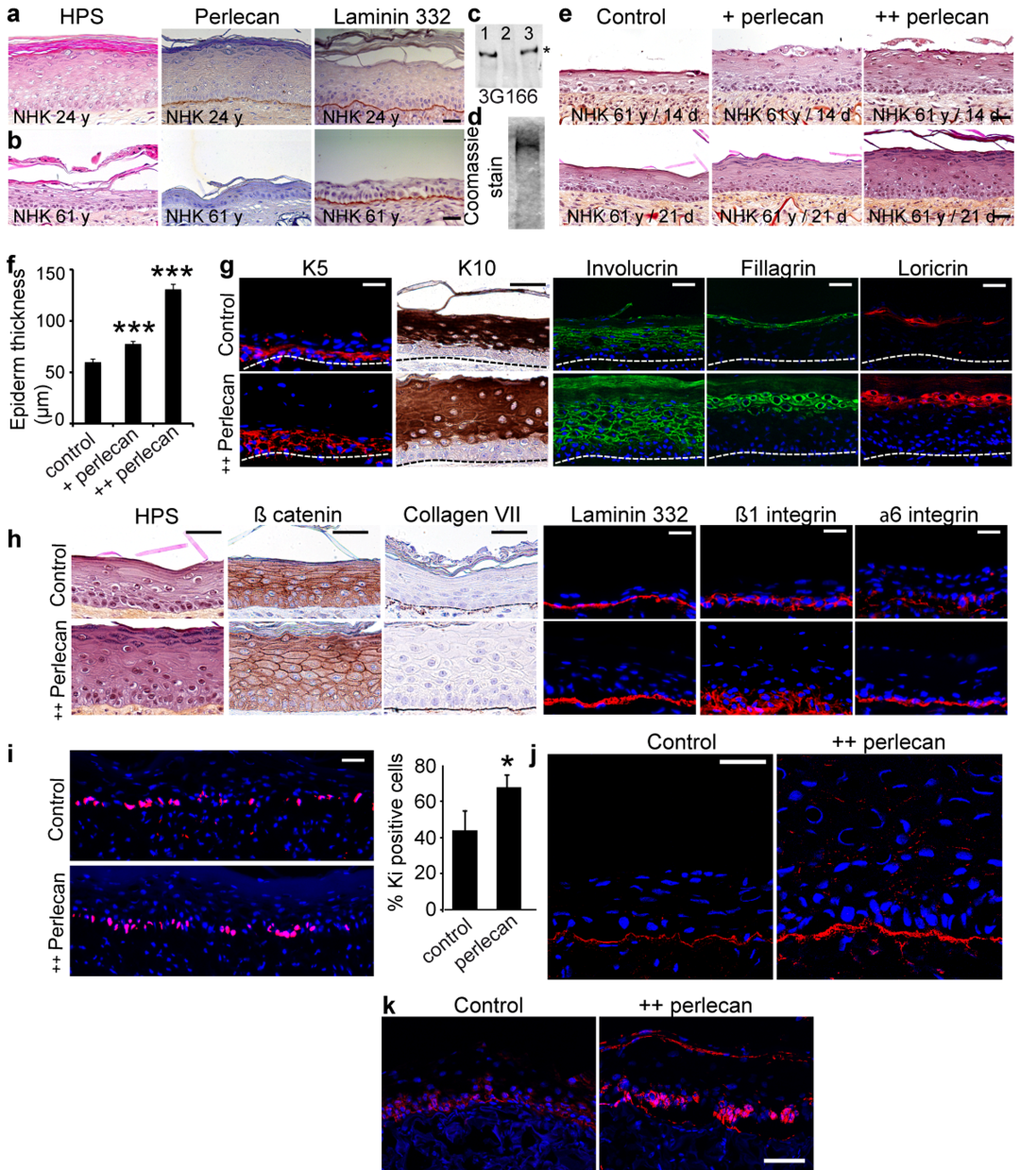 Exogenous soluble perlecan improves epidermal thickness