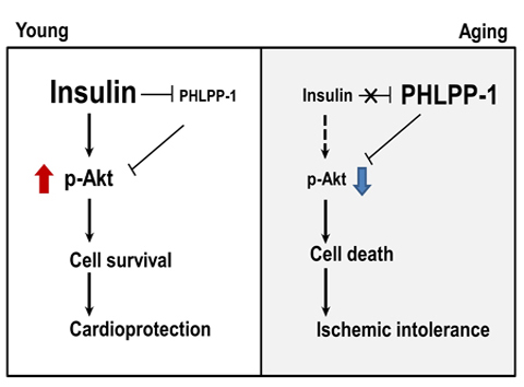 Summary of working hypothesis