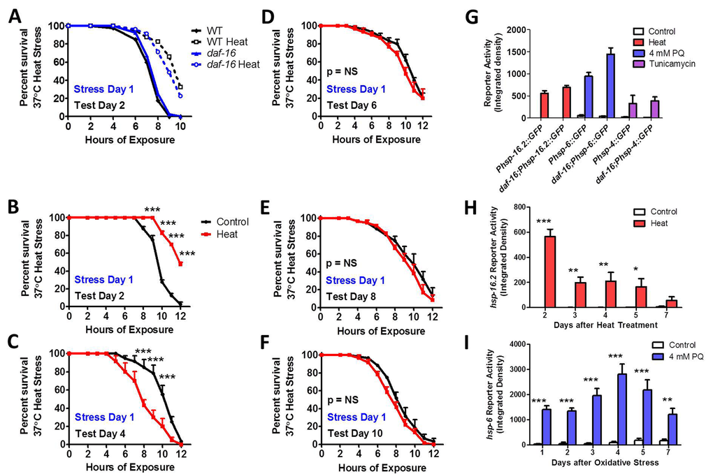 DAF-16 is required to maintain induced thermotolerance