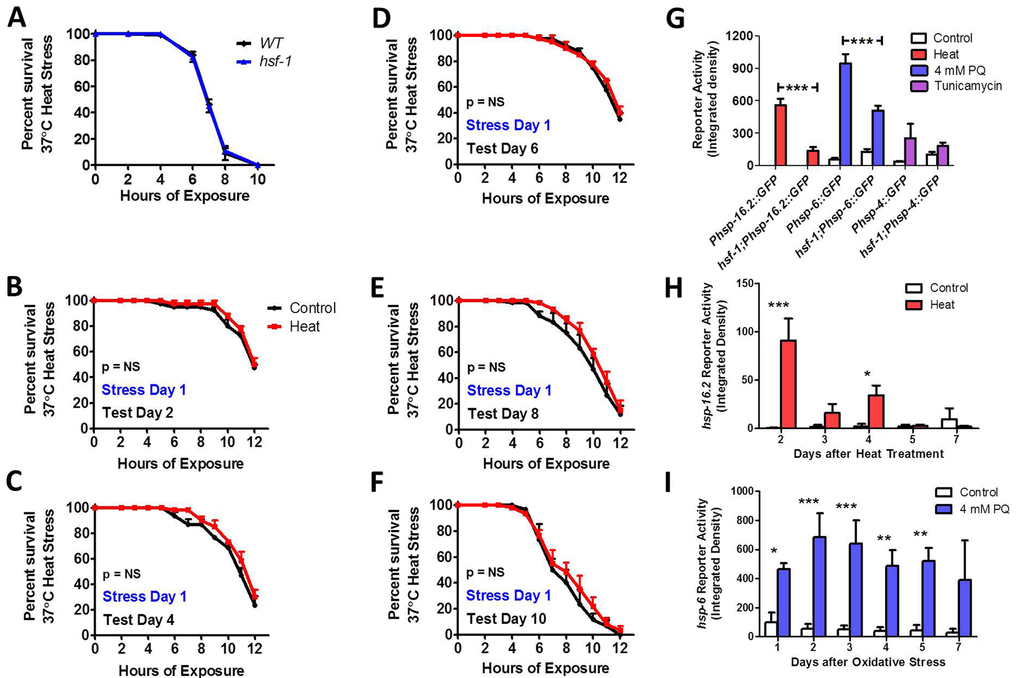 HSF-1 is required for induced thermotolerance and full activation of heat shock response and mitochondrial unfolded protein response