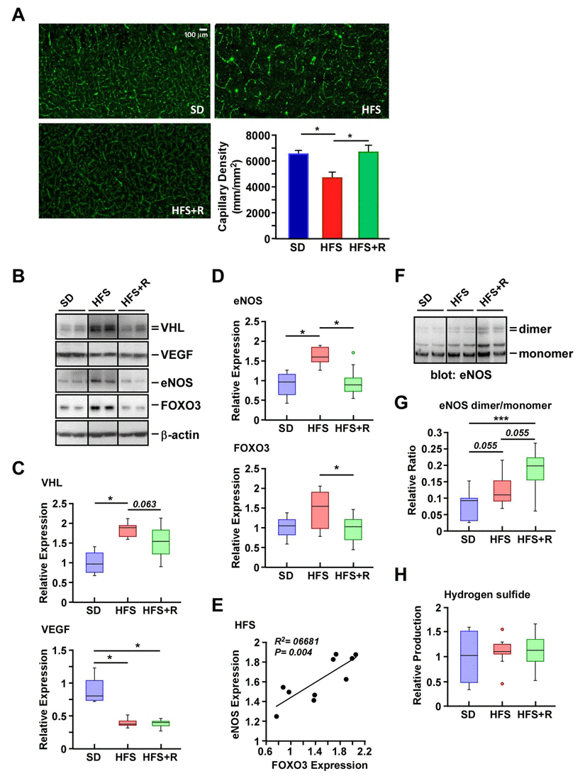 Resveratrol treatment improves capillary density in the cerebral cortex of HFS-fed rhesus monkeys