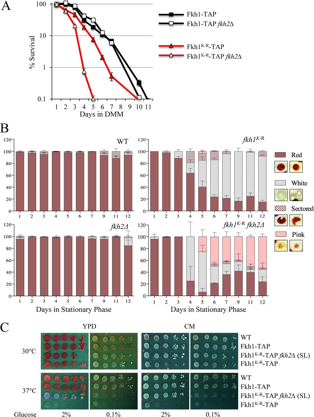 The Fkh1K-R mutation decreases chronological lifespan, increases genomic instability, and confers temperature sensitive growth