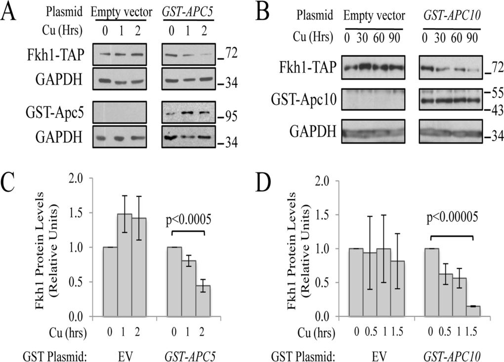 APC subunit content controls Fkh1 protein levels