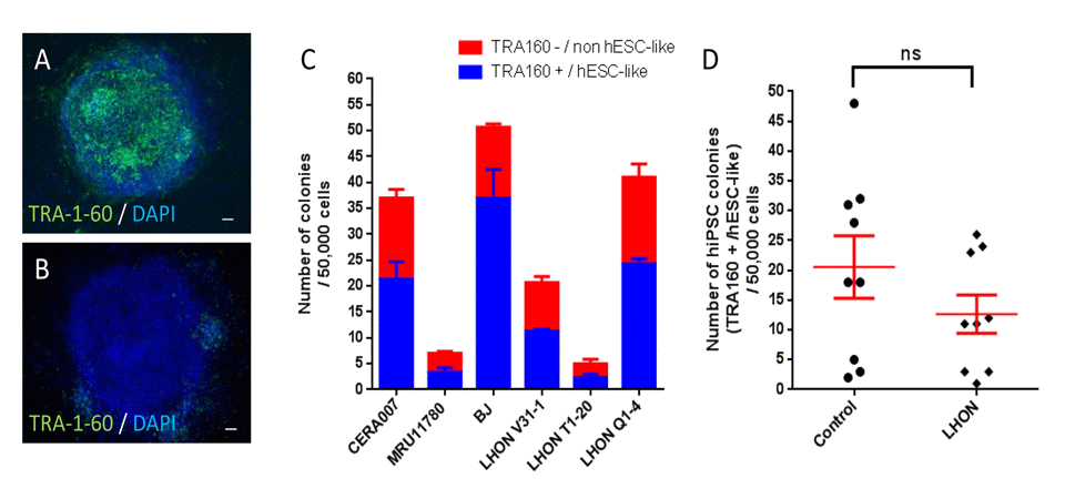 Reprogramming of control and LHON fibroblasts using feeder-free system