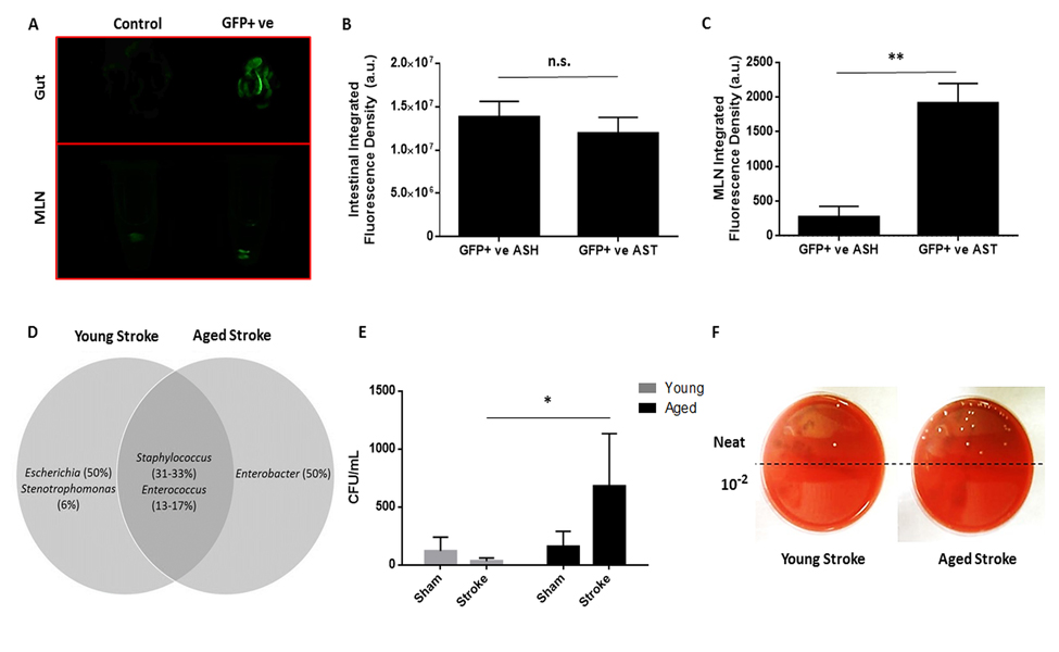 The effects of stroke and age on bacterial translocation 72 hours after 90 minute MCAO and on MLN bacterial burden 7 days after 60 minute MCAO