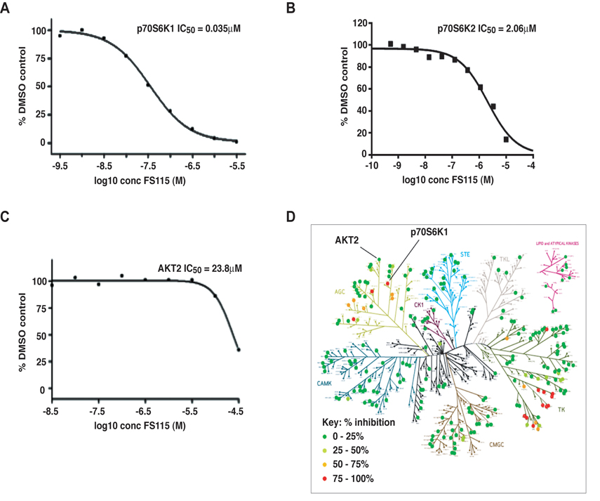 FS-115 inhibits p70S6K1 activity in vitro