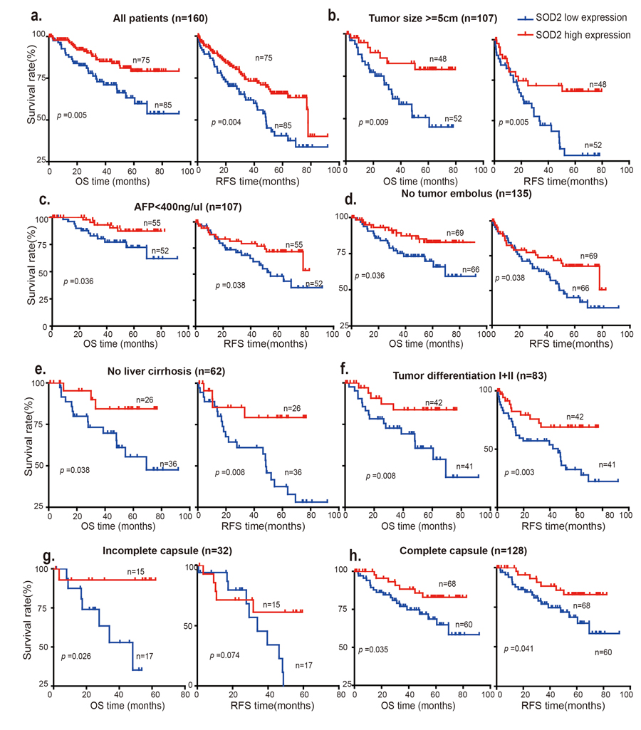 Low SOD2 protein expression is correlated with overall survival (OS) and relapse-free survival (RFS)