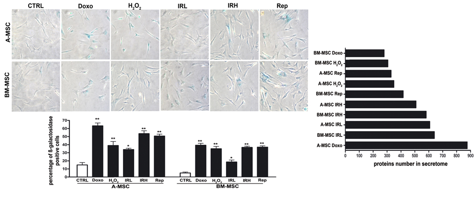 Induction of senescence in MSC cultures