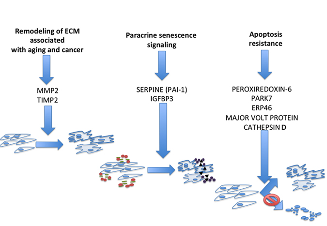 Circuits that mediate paracrine interactions between senescent cells and surrounding environment