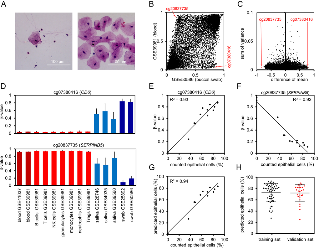 Prediction of the cellular composition in mouth swab samples