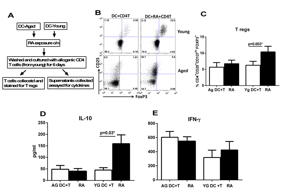 DCs from elderly are compromised in their ability to induce T regulatory cells after RA treatment