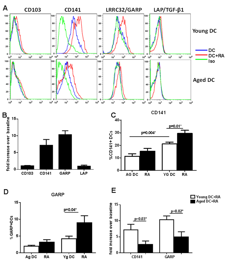 RA exposure upregulated the expression CD141 and LRRC32/GARP on DCs which is defective in DCs from aged subjects