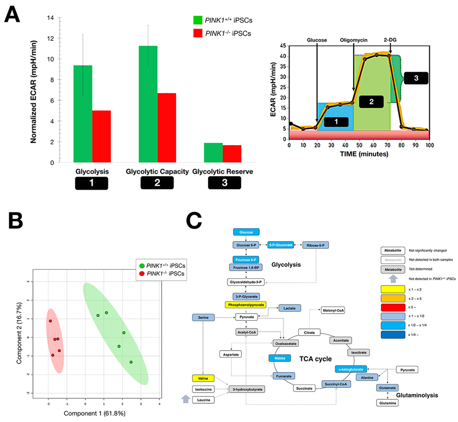 Mitophagy deficiency impairs the bioenergetic transition associated with nuclear reprogramming