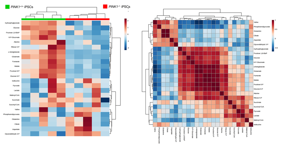 Mitophagy deficiency impairs the metabolome remodeling associated with nuclear reprogramming